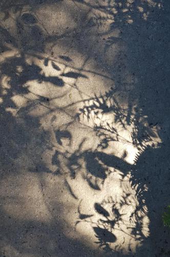 shadow play